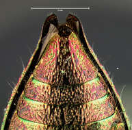 Image of Dicerca hornii Crotch 1873