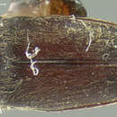 Image of <i>Throscus invisus</i>