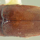 Image of <i>Throscus sejunctus</i>