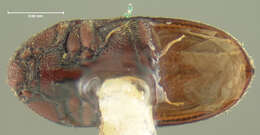 Image of <i>Throscus debilis</i>
