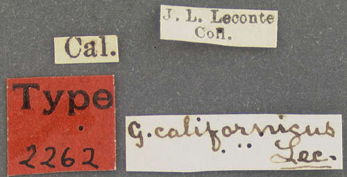Слика од Georissus (Georissus) californicus (Le Conte & J. L. 1874)