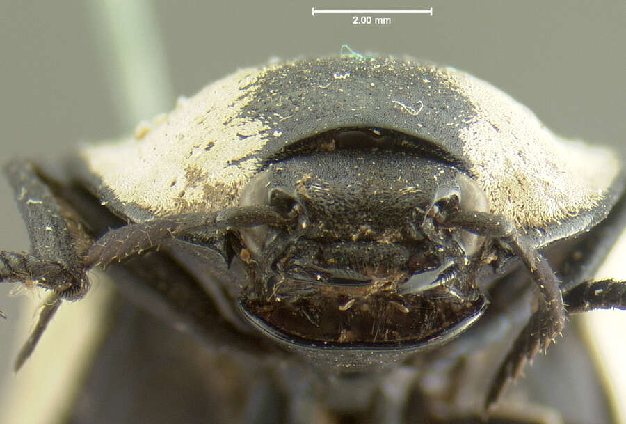Image of <i>Chalcolepidius webbi</i>