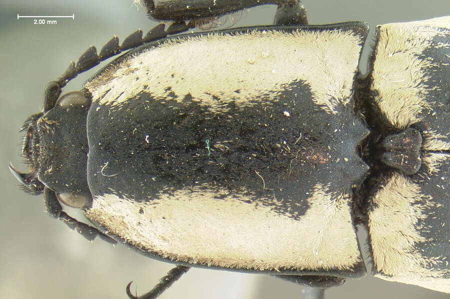 Image of <i>Chalcolepidius webbi</i>