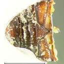 Image of <i>Syncalypta grisea</i>