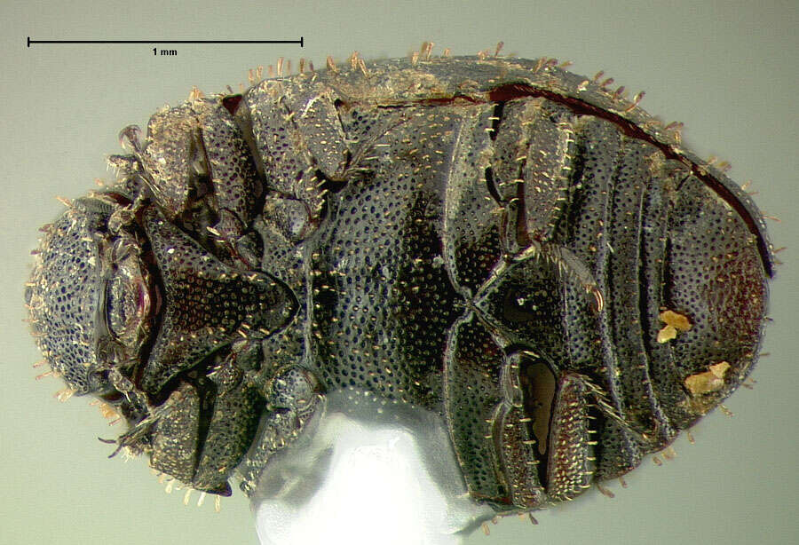 Image of <i>Syncalypta albonotata</i> (Le Conte 1850)