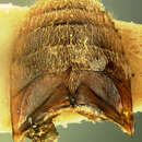 Image of <i>Heterocerus gnatho</i>