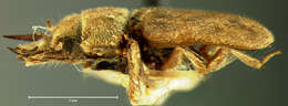 Image of <i>Heterocerus gnatho</i>