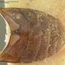 Image of Heterocerus undatus Melsheimer 1844