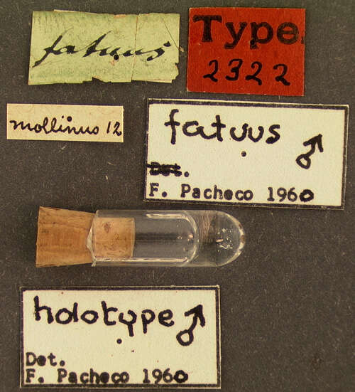 Image of <i>Heterocerus fatuus</i>