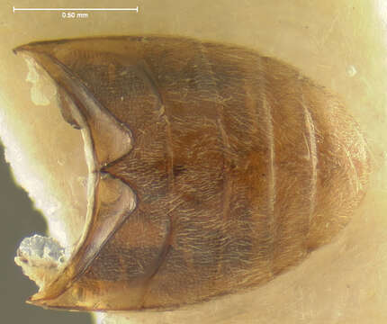 Image of Heterocerus collaris Kiesenwetter 1851