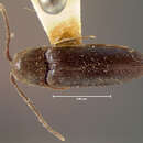 Image of <i>Microrhagus subsinuatus</i>