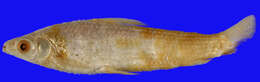 Image of Schizodon dissimilis (Garman 1890)