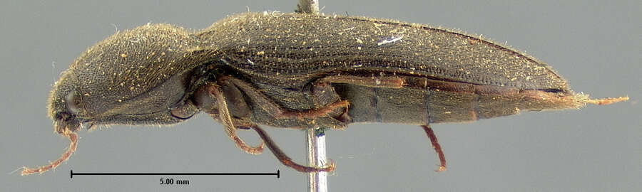 Image of <i>Elater luctuosus</i>