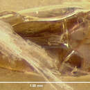 Image of Pacific Coast Wireworm