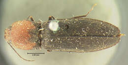 Image of <i>Athous equestris</i>