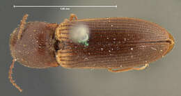 Image of <i>Athous limbatus</i>