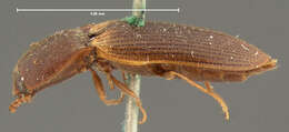 Image of <i>Athous limbatus</i>