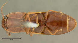 Image of <i>Athous limbatus</i>