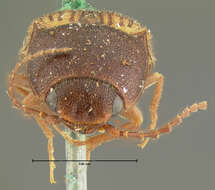 Image of <i>Athous limbatus</i>