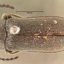 Image of <i>Dascyllus plumbeus</i>