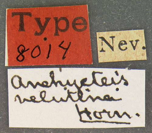 Image of Anchycteis velutina Horn 1880