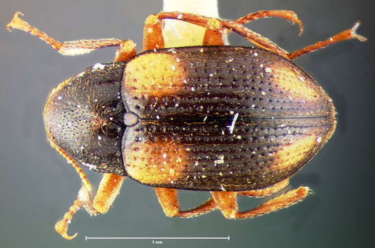 Image of Optioservus quadrimaculatus (Horn 1870)