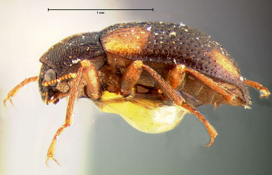 Image of Optioservus quadrimaculatus (Horn 1870)