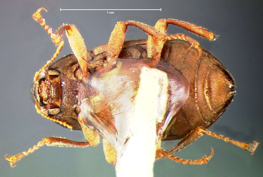 Image of Optioservus quadrimaculatus (Horn 1870)