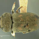 Image of <i>Heterocerus gemmatus</i>