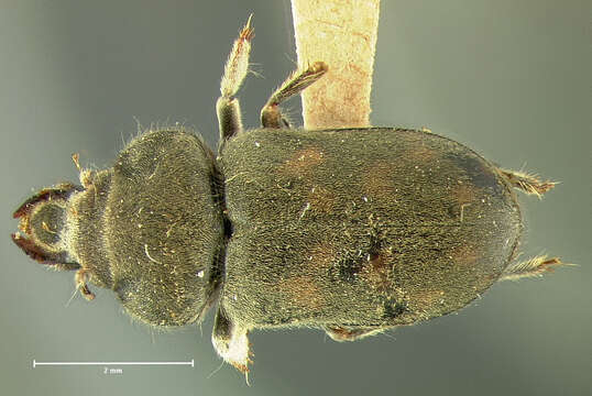 Image of <i>Heterocerus gemmatus</i>