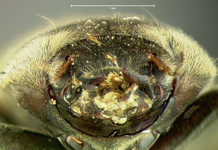 Image of <i>Heterocerus gemmatus</i>