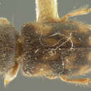 Image of <i>Heterocerus schwarzi</i>