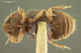Image of <i>Heterocerus schwarzi</i>
