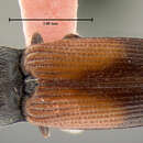 Image of <i>Cardiophorus togatus</i>