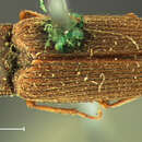 Image of Horistonotus uhlerii Horn