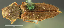 Image de Horistonotus uhlerii Horn