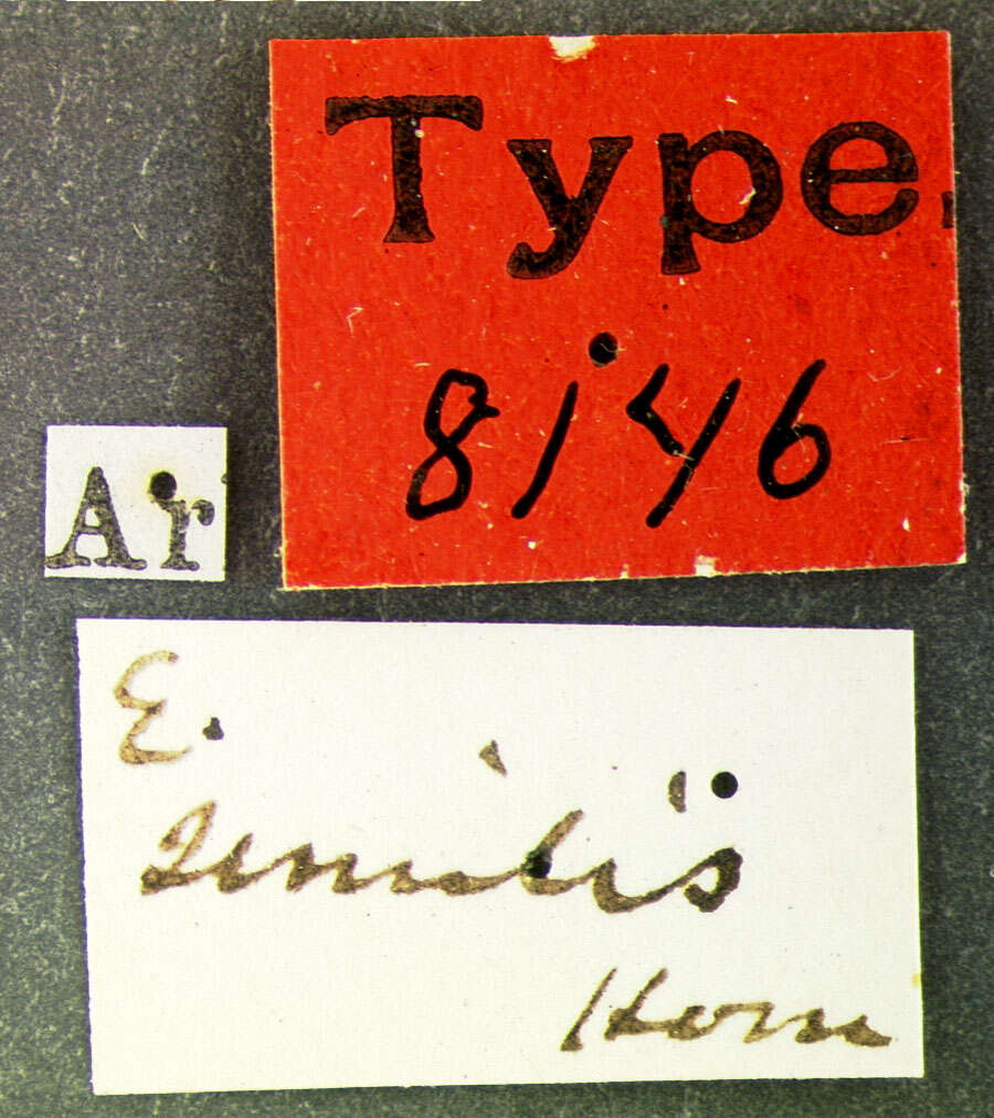 Image of Microcylloepus Hinton 1935