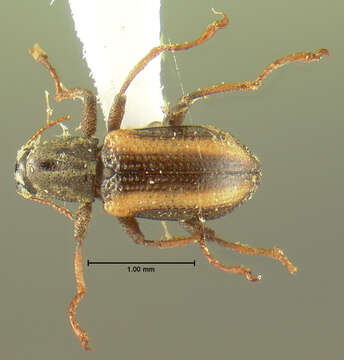 Image of Stenelmis humerosa Motschulsky 1859