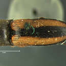 Image of <i>Elater sayi</i>