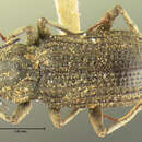 Image of Cylloepus abnormis (Horn 1870)