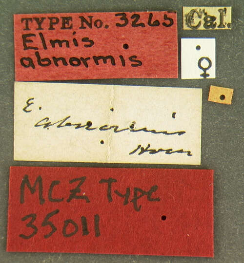 Image of Cylloepus Erichson 1847