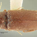 Image of <i>Esthesopus dispersus</i>