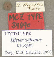 Image of Hister defectus J. E. Le Conte 1860