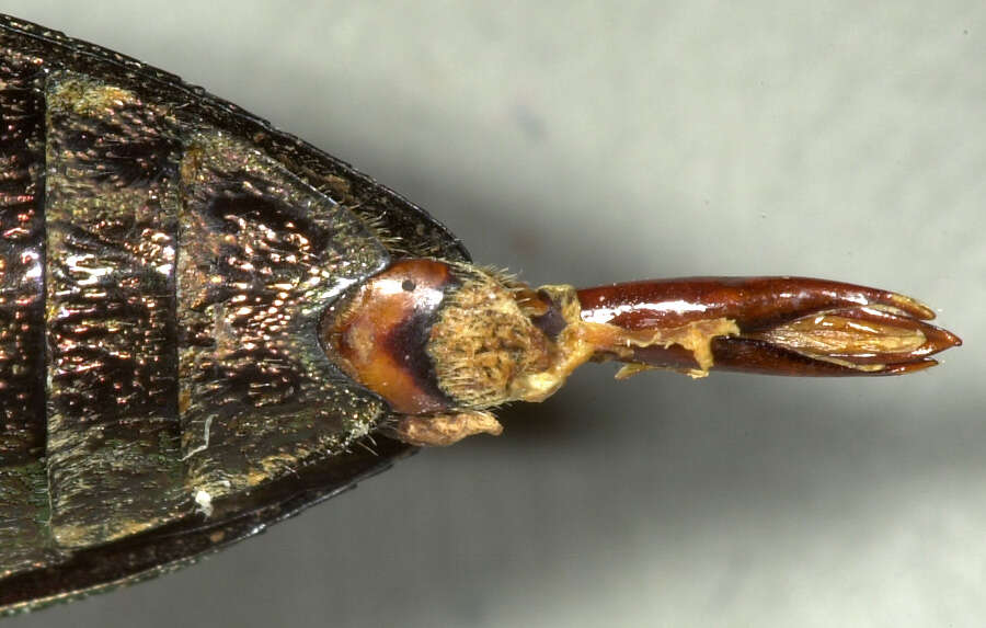 Image of Sculptured Pine Borer