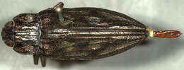 Image of Sculptured Pine Borer