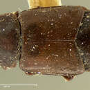 Image of Carpophilus yuccae (Crotch 1874)
