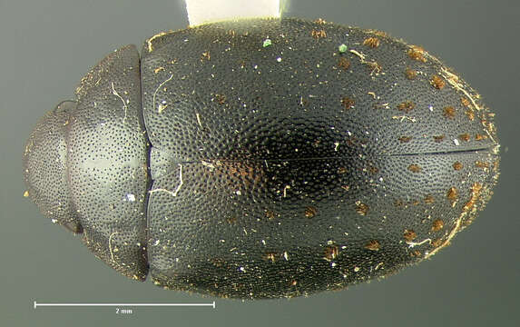 Image of Nosodendron (Nosodendron) californicum Horn 1874