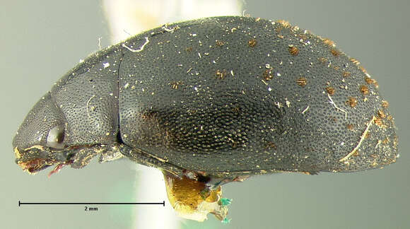 Image of Nosodendron (Nosodendron) californicum Horn 1874