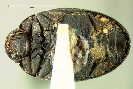 Image of Nosodendron (Nosodendron) californicum Horn 1874