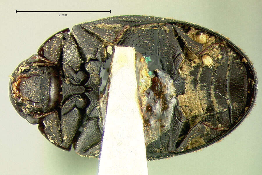 Image of Derodontiformia